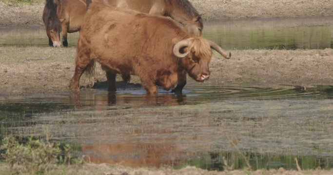 Wild horses and a scottish highlander standing in a pond, drinking water and get cool.
