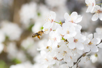 Pszczoła miodna leci do kwiatów czereśni - obrazy, fototapety, plakaty