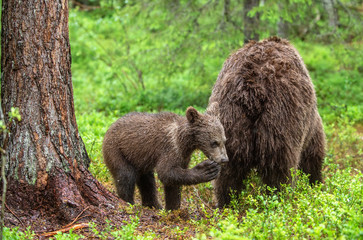 She-Bear and Cub of Brown bear in the summer forest. Natural habitat. Scientific name: Ursus Arctos Arctos.