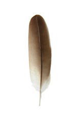 brown feather isolated on white background