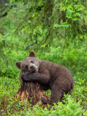Fototapeta premium Cub of Brown Bear in the summer forest. Natural habitat. Scientific name: Ursus arctos.