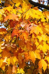 Naklejka na ściany i meble Leaves of Norway Maple, Acer platanoides, in autumn sunlight background, selective focus, shallow DOF