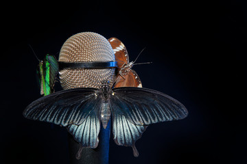 butterfly insect microphone dark background   © jonicartoon