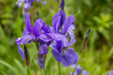 Siberian Iris,blue flowers iris Siberian in the garden