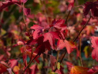 Leaves of Golden current or Ribes aurum in autumn sunlight background, selective focus, shallow DOF