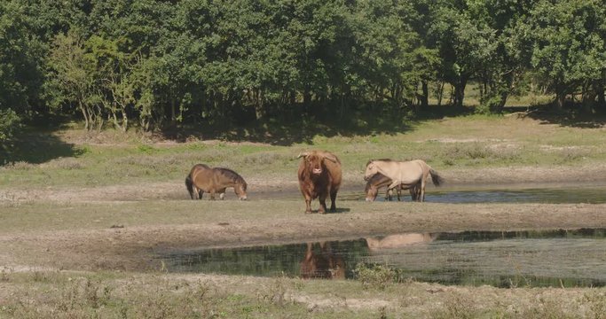 Wild horses and a scottish highlander standing in a pond, drinking water and get cool.