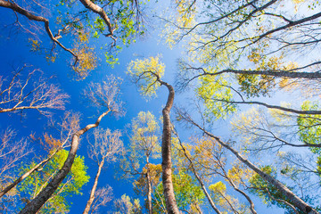 Fototapeta premium Bottom view of autumn forest against blue sky.