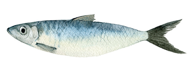 Herring isolated on white background, watercolor illustration - 269067796