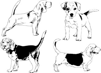 vector drawings sketches pedigree dogs in the racks drawn in ink by hand , objects with no background	