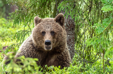 Brown bear in the summer forest. Green forest natural background. Scientific name: Ursus arctos. Natural habitat. Summer season. © Uryadnikov Sergey