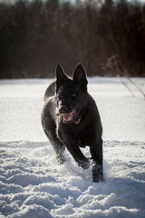 Naklejka premium 5 month old shepherd dog in the field