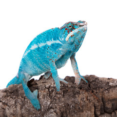 The panther chameleon, Furcifer pardalis on white
