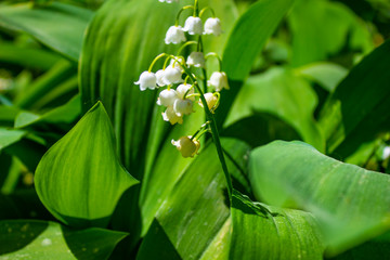 White flower fragrant Lily of the valley in the spring may pine forest