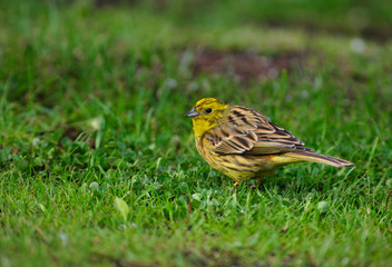 Yellowhammer (Emberiza citrinella)
