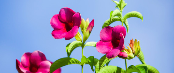 Blooming hot pink flowers against blue sky on sunny summer. 