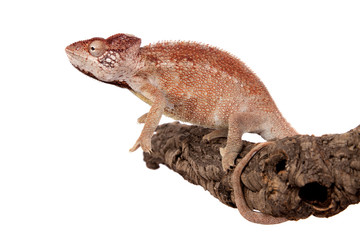 The Oustalets or Malagasy giant chameleon on white © Farinoza