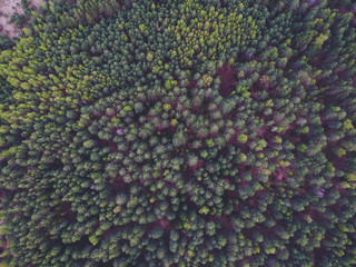 Coniferous forest from the height of the quadrocopter