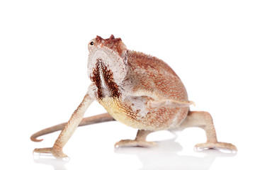 The Oustalets or Malagasy giant chameleon on white