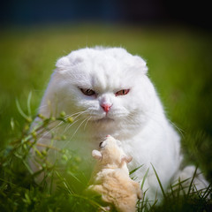 Naklejka na ściany i meble White Scottish Fold cat with white sugar glider on grass