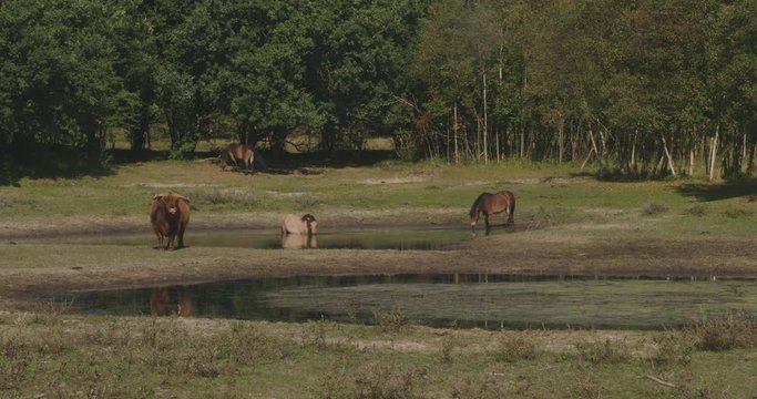 Wild horses and a scottish highlander standing in a pond, drinking water and get cool.