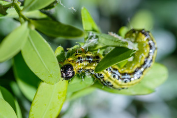  Buchsbaumzünsler (Cydalima perspectalis)