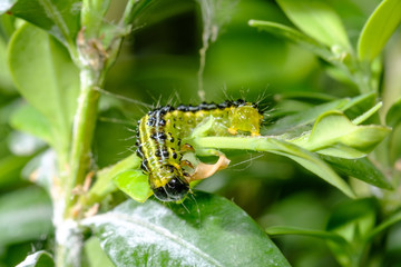  Buchsbaumzünsler (Cydalima perspectalis)
