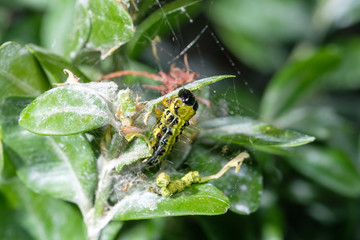  Buchsbaumzünsler (Cydalima perspectalis)