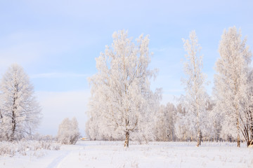 Obraz na płótnie Canvas Birch grove in the winter in the snow. White trees. Trees in the snow. Snow picture. Winter landscape grove of white trees and snow.