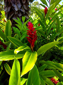 Bueatiful flowers of Hawaiian nature. Dole plantanation. 