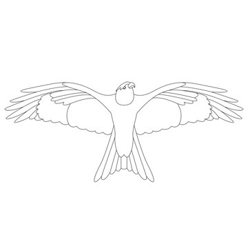 eagle hawk .vector illustration,lining draw , front