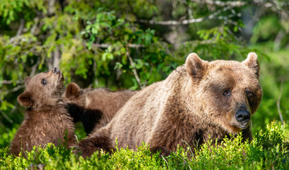 She-Bear and Cubs of Brown bear in the summer forest. Natural habitat. Scientific name: Ursus Arctos Arctos.