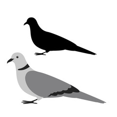 turtledove, vector illustration, flat style ,profile
