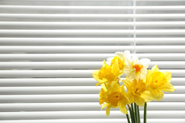 Beautiful narcissus flowers near window with blinds. Space for text