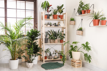 Fototapeta na wymiar Stylish room interior with different home plants