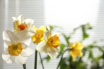 Beautiful narcissus flowers and blurred view of window with blinds on background. Space for text