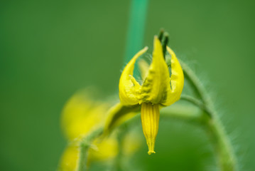 Tomato flower growing in greenhouse