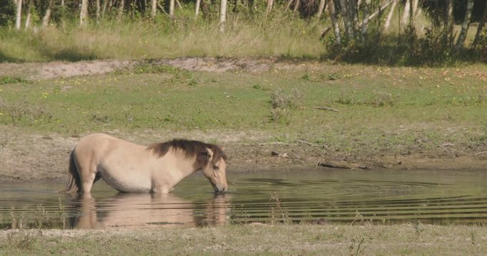 Wild mare, drinking in a pond in a dune forrest, eating waterplants.