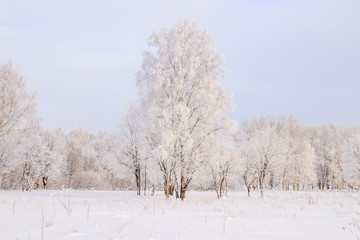 Obraz na płótnie Canvas Birch grove in the winter in the snow. White trees. Trees in the snow. Snow picture. Winter landscape grove of white trees and snow.