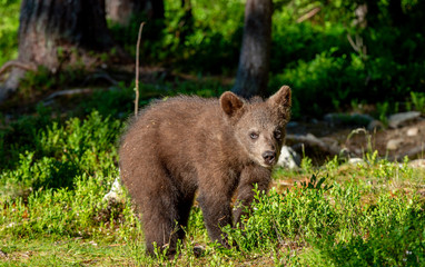 Obraz na płótnie Canvas Cub of Brown Bear in the summer forest. Natural habitat. Scientific name: Ursus arctos.