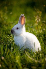 Funny white rabbit sitting on green grass