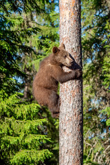 Brown bear cub climbs a pine tree. Natural habitat. Summer forest. Scientific name: Ursus arctos.