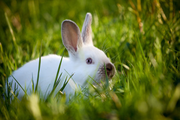 Funny white rabbit sitting on green grass