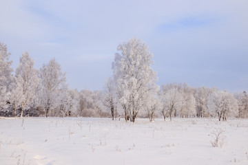 Birch grove in the winter in the snow. White trees. Trees in the snow. Snow picture. Winter landscape grove of white trees and snow.