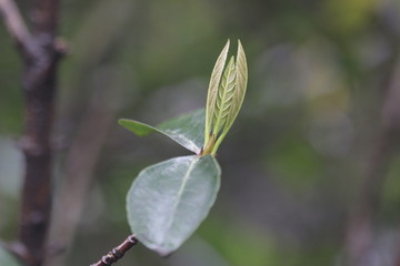 Fototapeta na wymiar Budding Green Leaves in Spring, New Season is Coming, A Growing Season, A new Circle will Begin