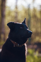 9 month old shepherd dog in the field