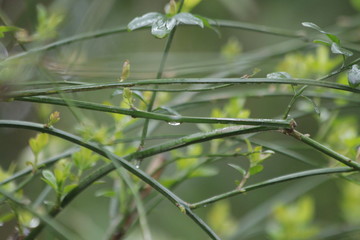 Water Drops on Green leaves in Summer Season