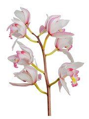 Cymbidium hybrida orchid white flower isolated on white background.