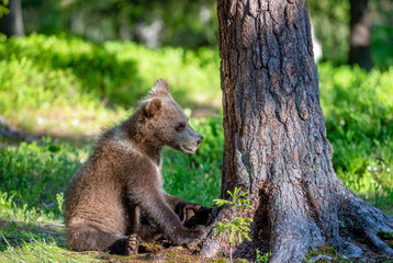 Cub of Brown Bear in the summer forest. Natural habitat. Scientific name: Ursus arctos.