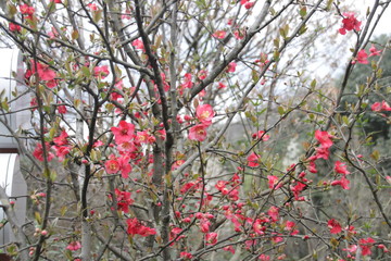 red flowers , Blooming Plum Blossom in the Mountain