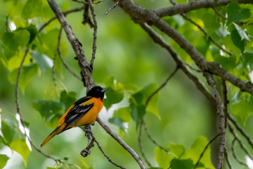 Oriole in spring